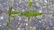 Go Moss Remover